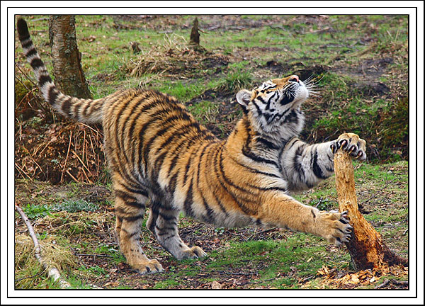 amur tiger stretch