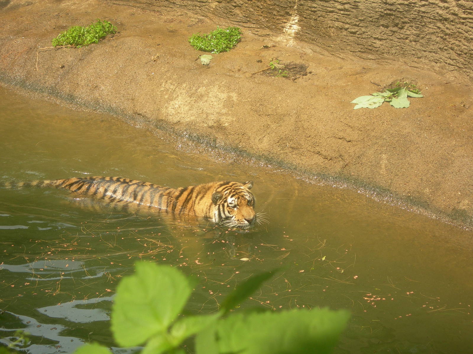 amur tiger swimming