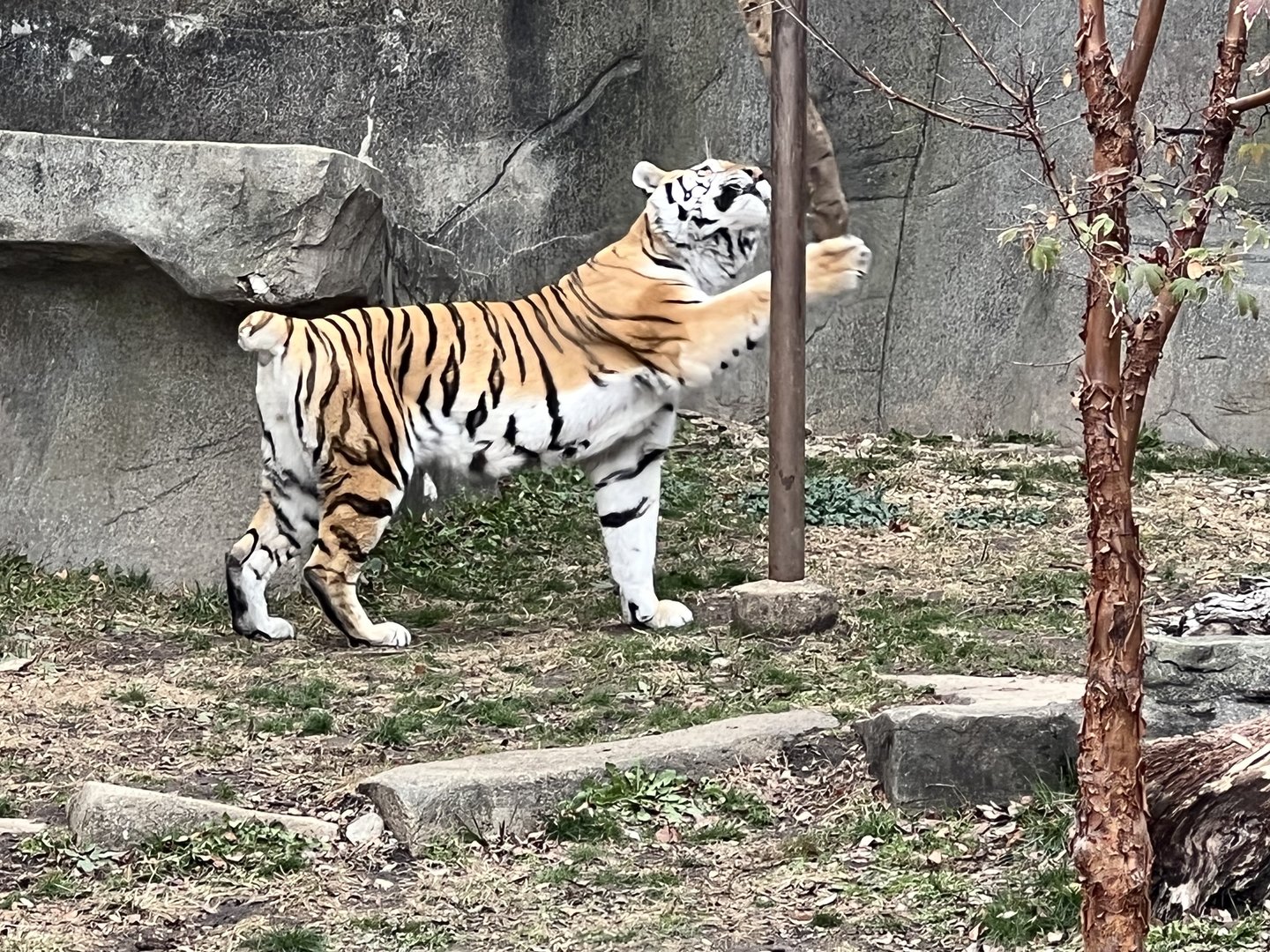 Amur Tiger.  Tail lost due to injury when younger.