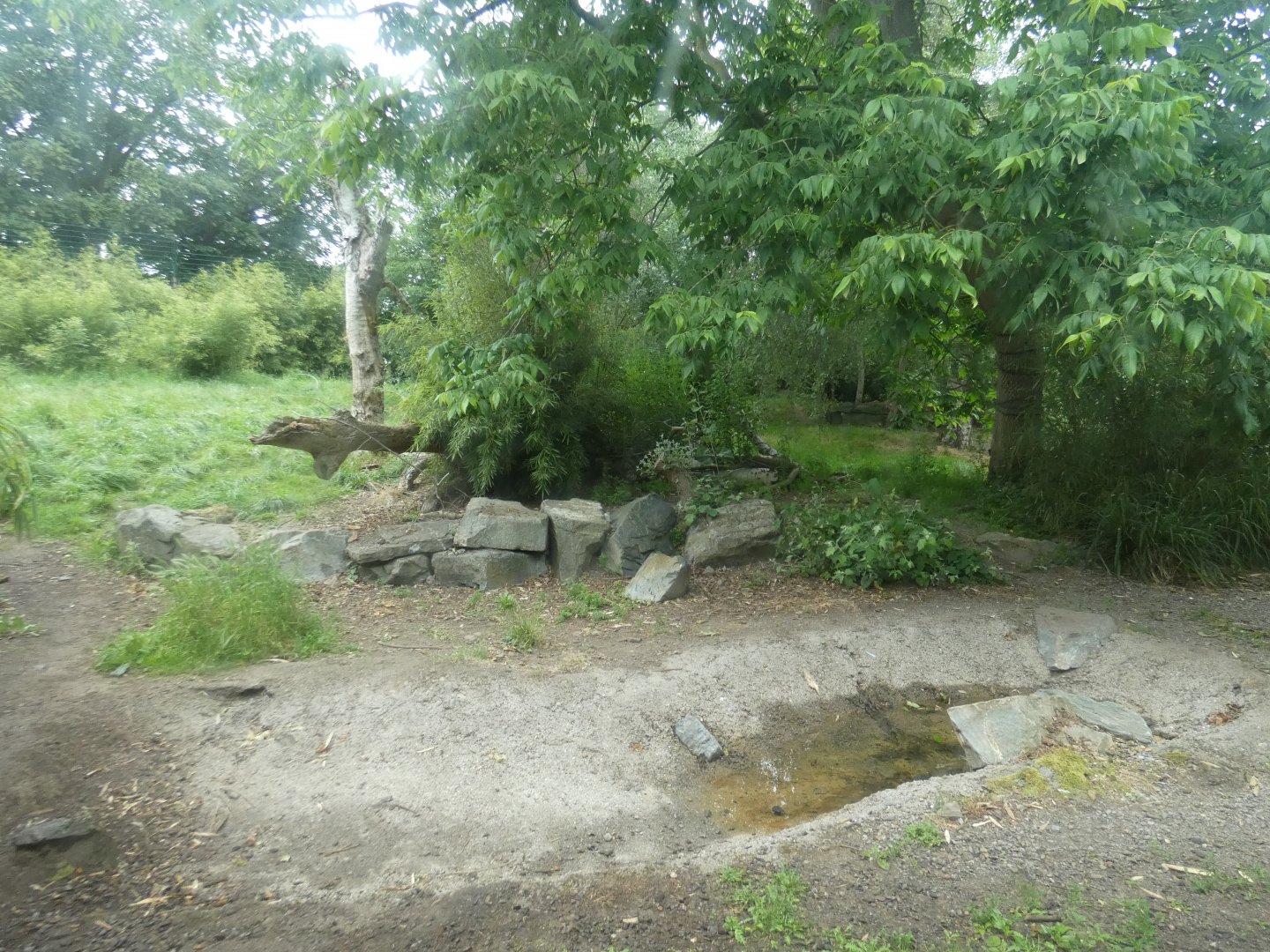 Amur tiger temporary enclosure