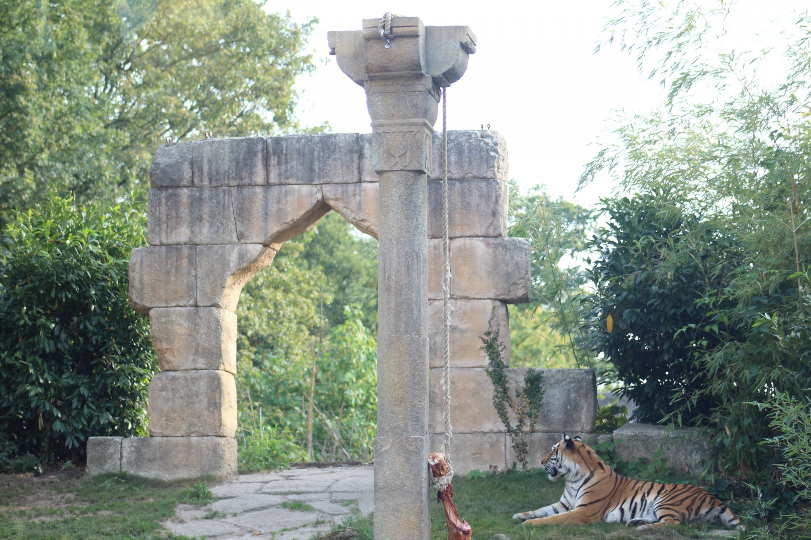Amur Tiger Theming