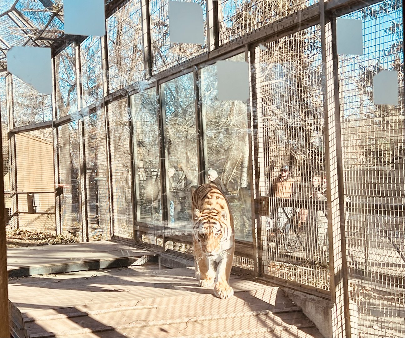 Amur Tiger through the viewing window