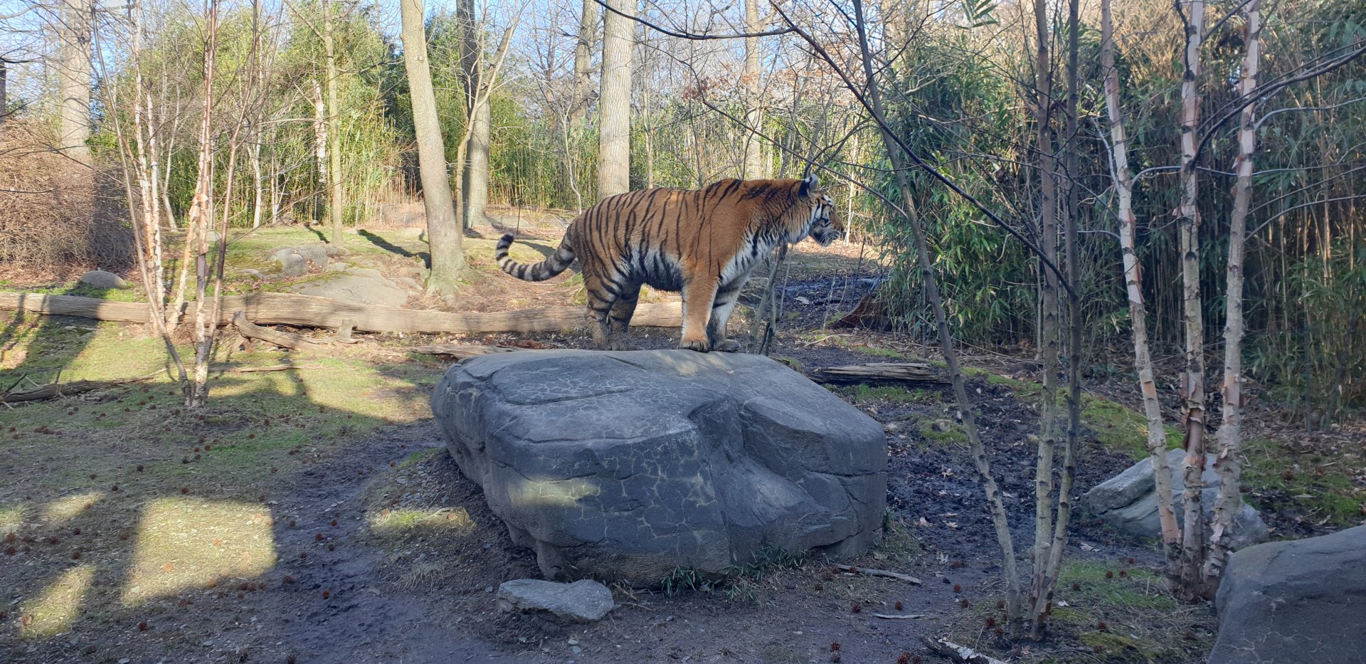 Amur tiger, Tiger Mountain