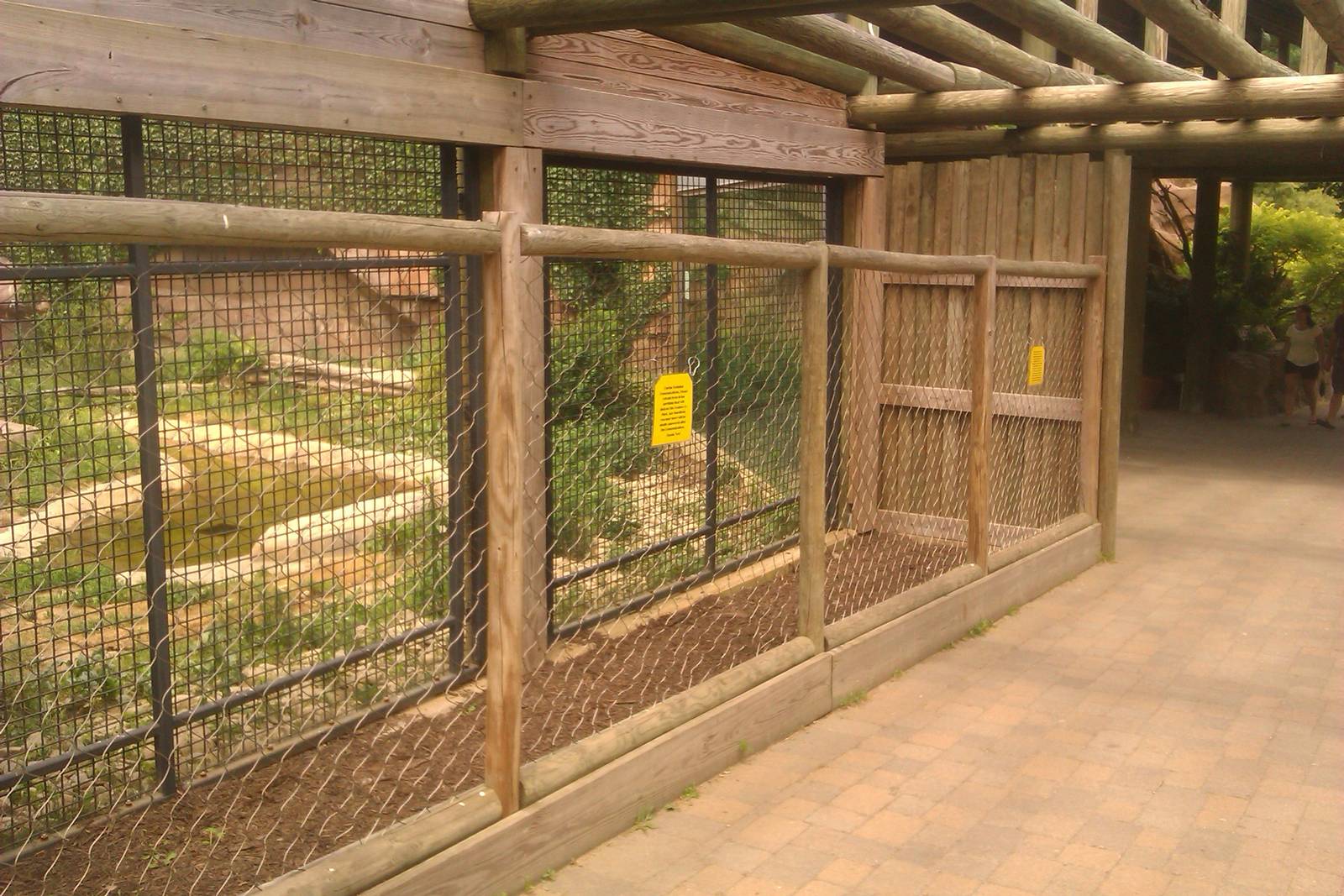Amur Tiger Training/enrichment with trainer display viewing