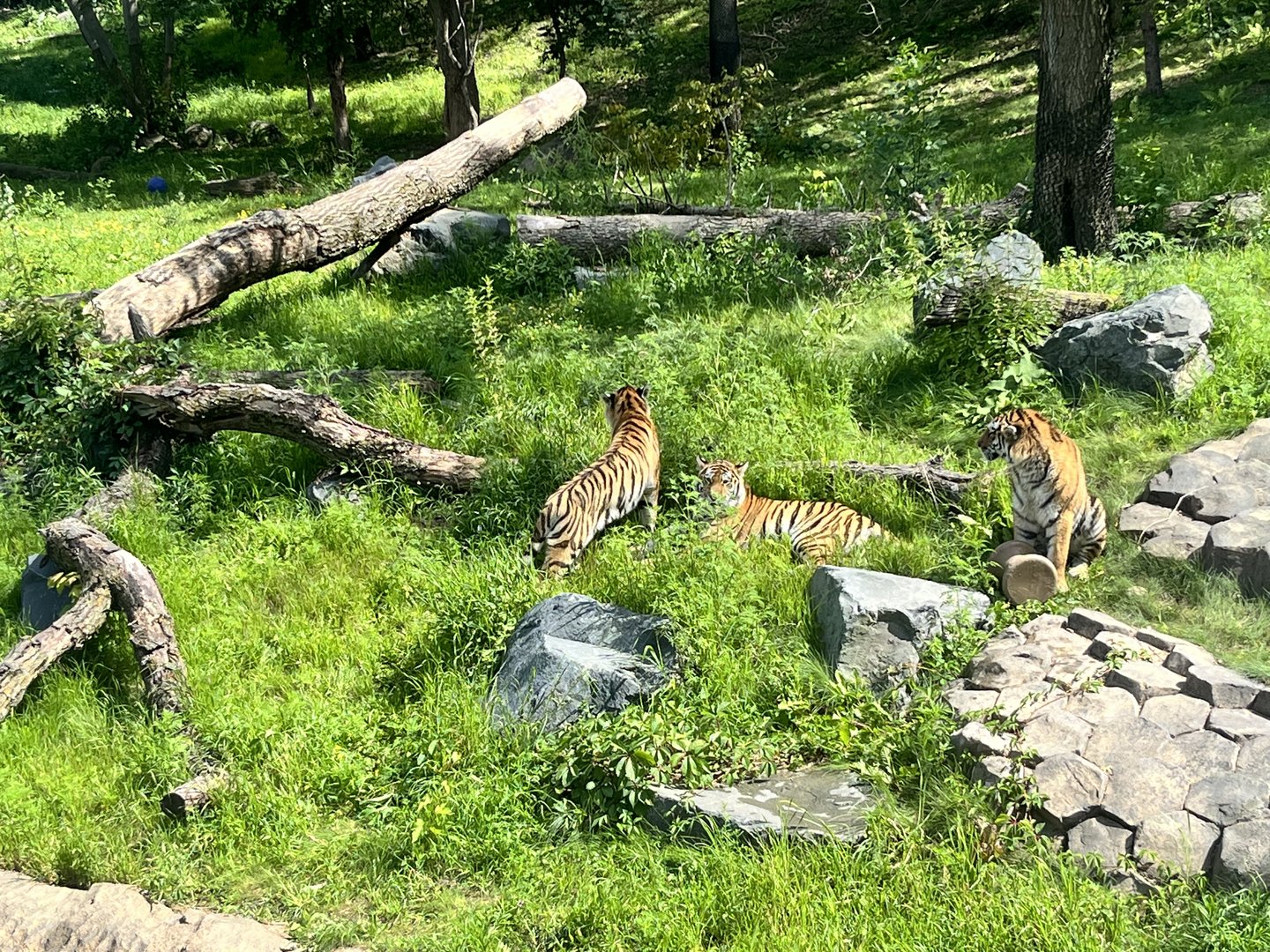 Amur Tiger Triplets