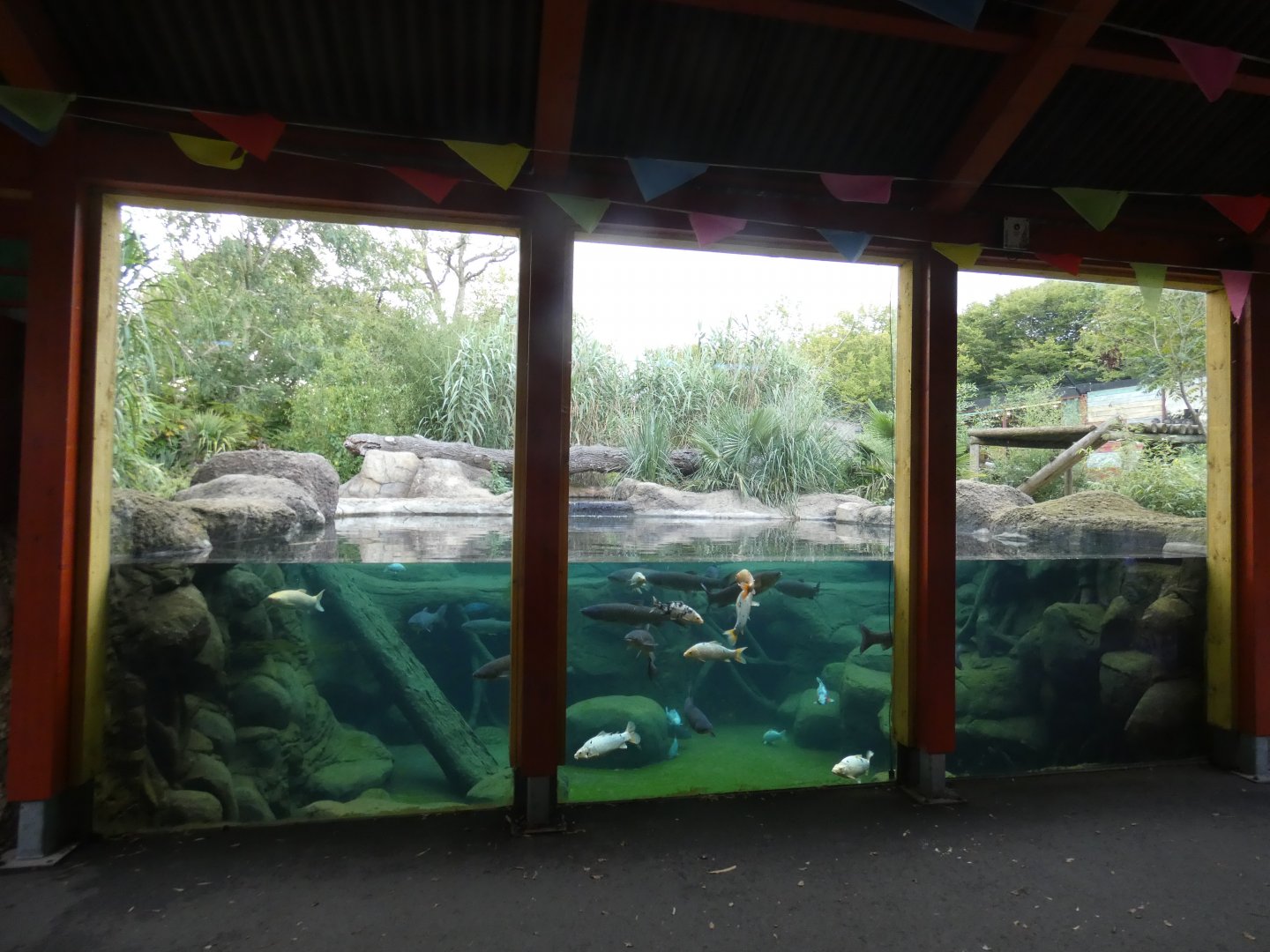 Amur tiger underwater viewing area
