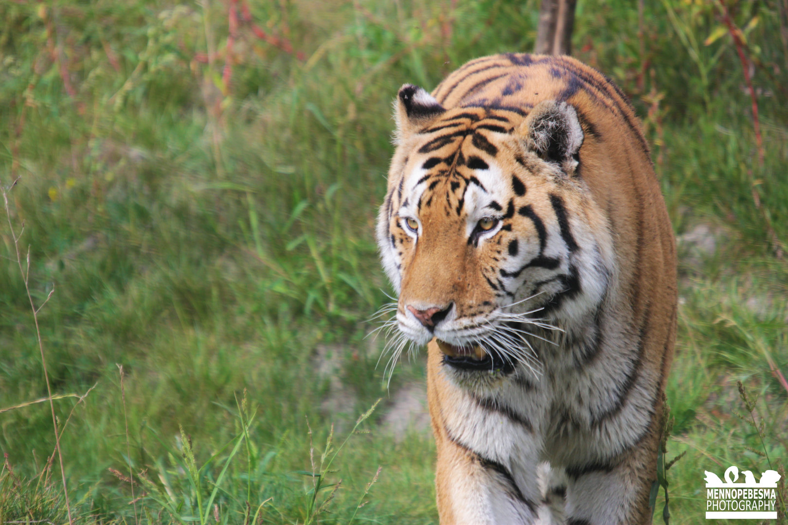 Amur tiger 'Vadim' (Panthera tigris altaica)