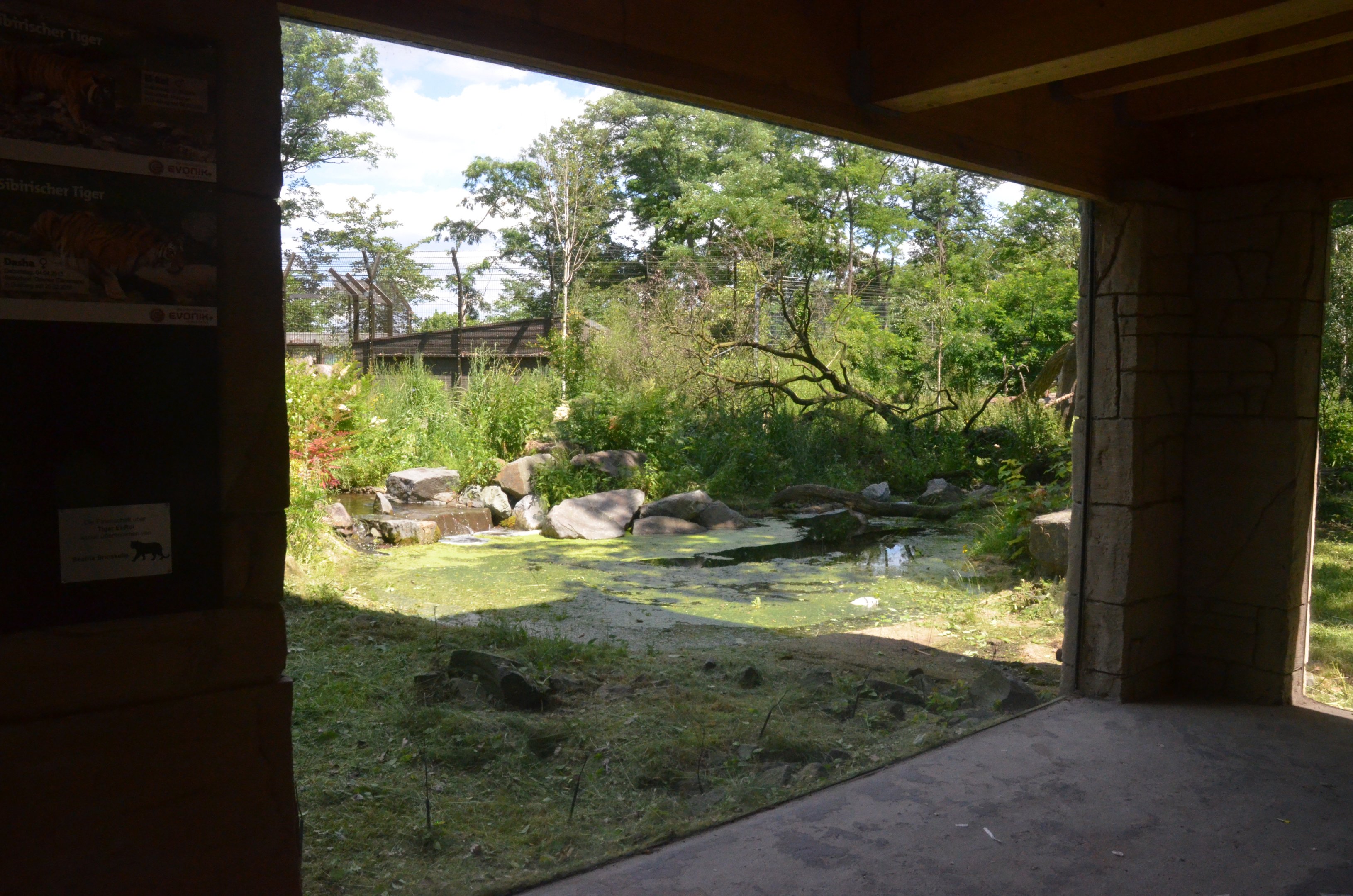 Amur Tiger Viewing at Duisburg, 17/06/19