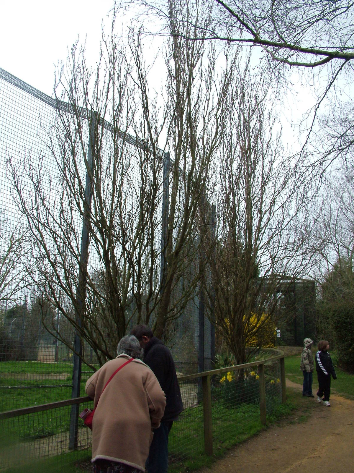 Amur Tiger viewing at Linton 05/04/10