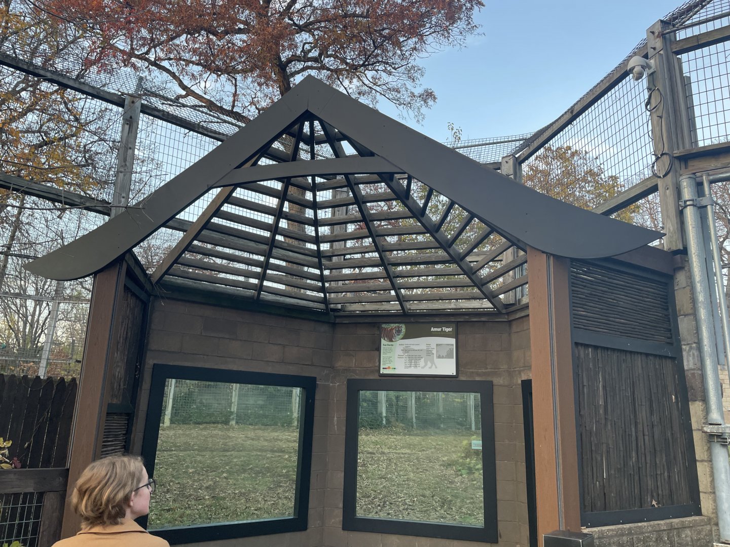 Amur Tiger Viewing Gallery- November 2024