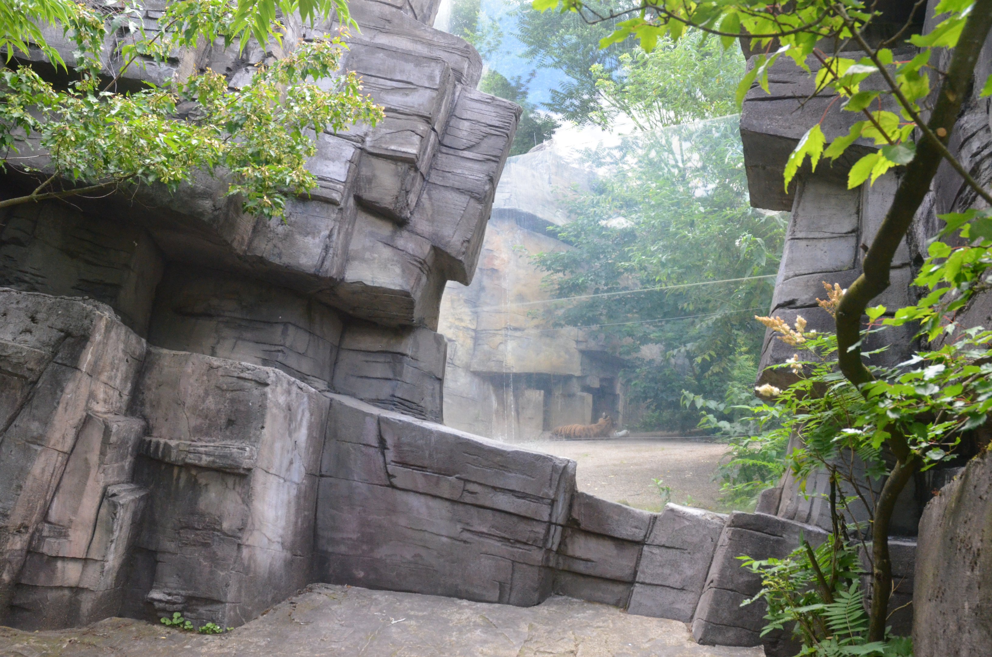 Amur Tiger Viewing Window at Wuppertal, 16/06/19