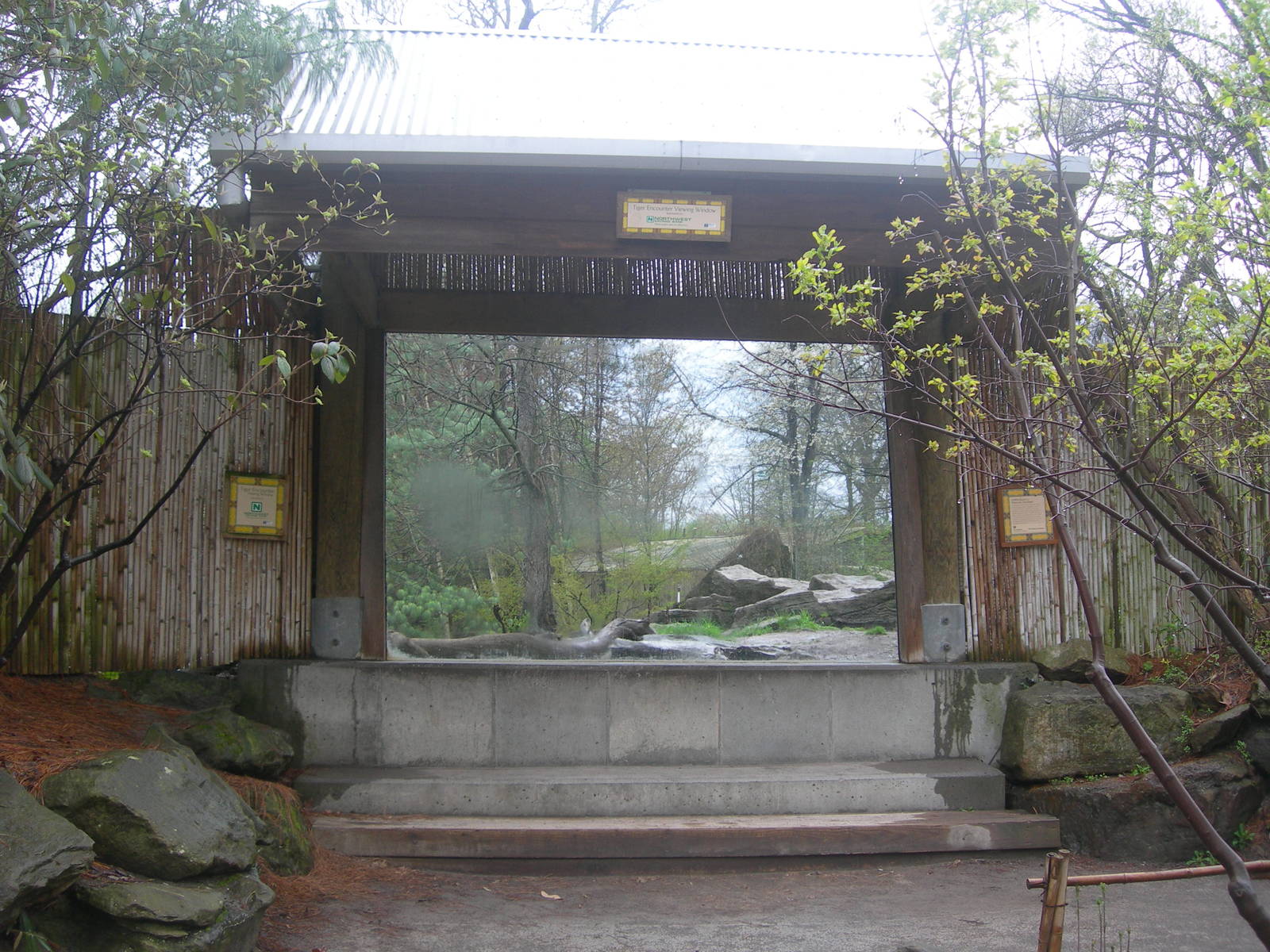 Amur Tiger Viewing window