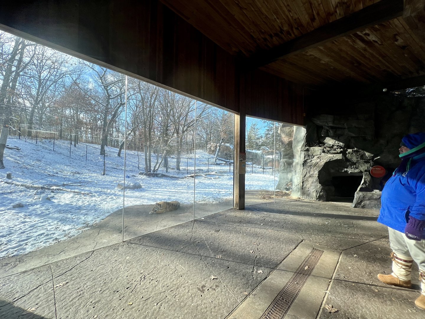 Amur Tiger Viewing Window
