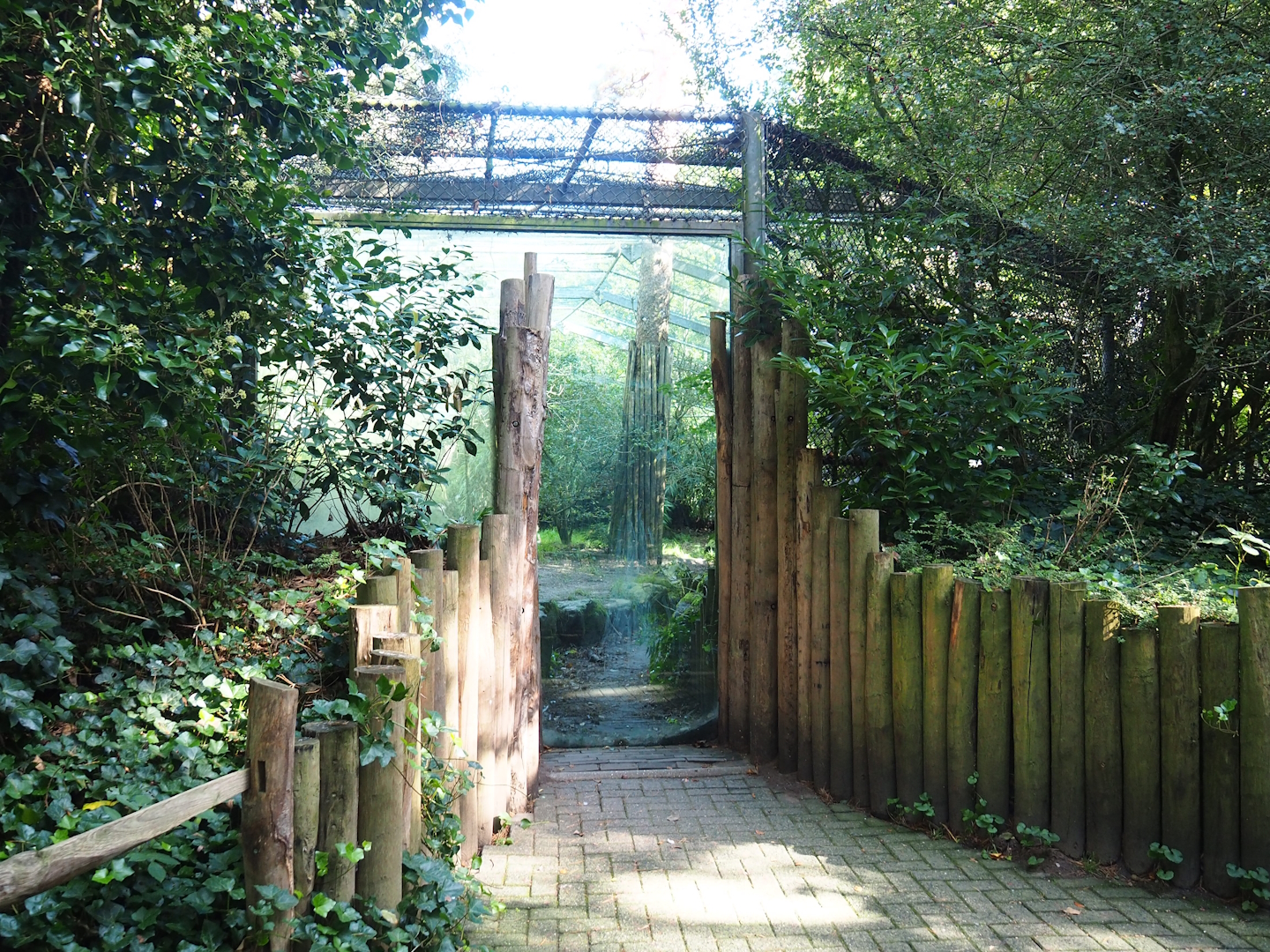 Amur tiger viewing window,