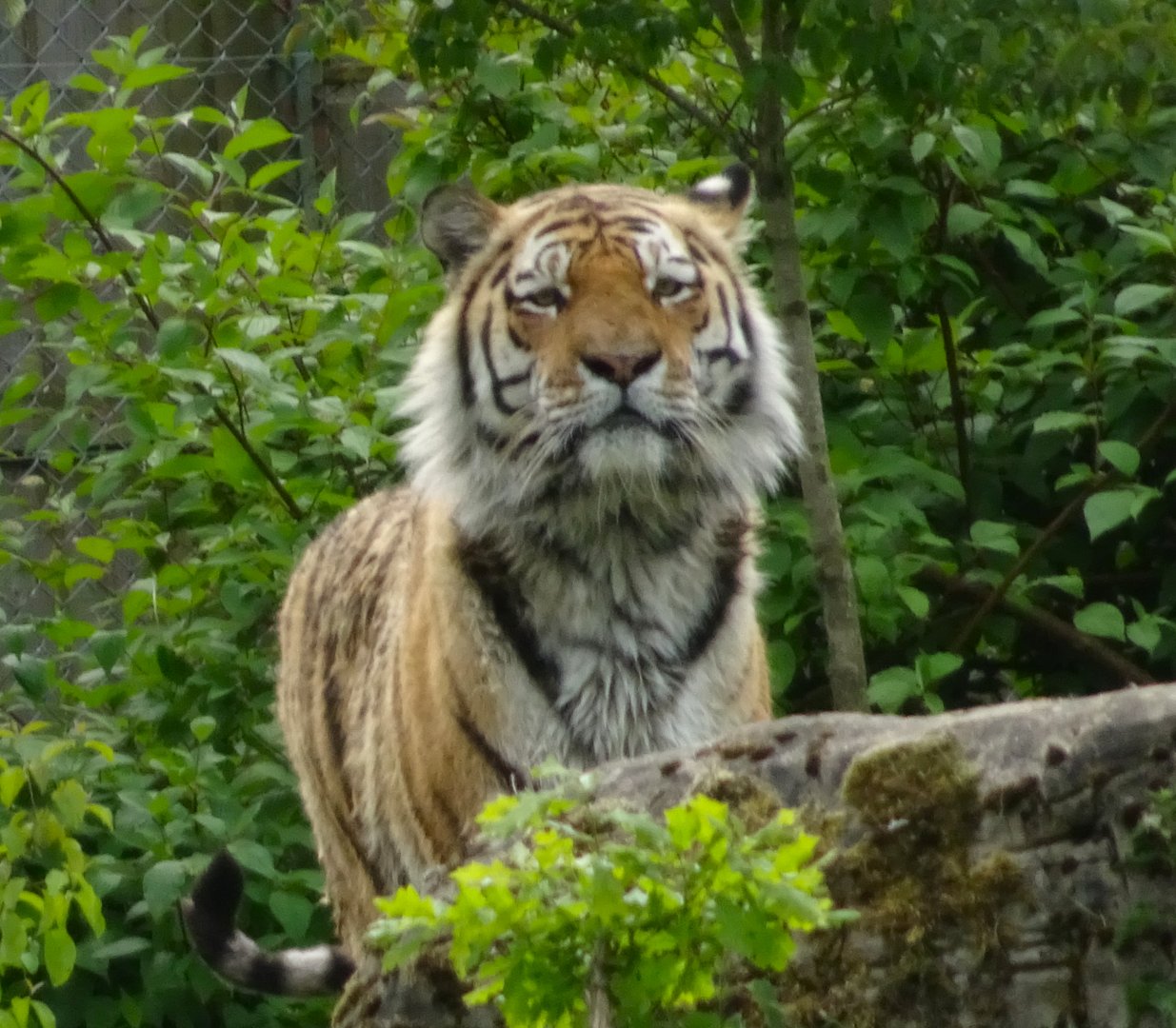 Amur Tiger Vitali 20 May 2025