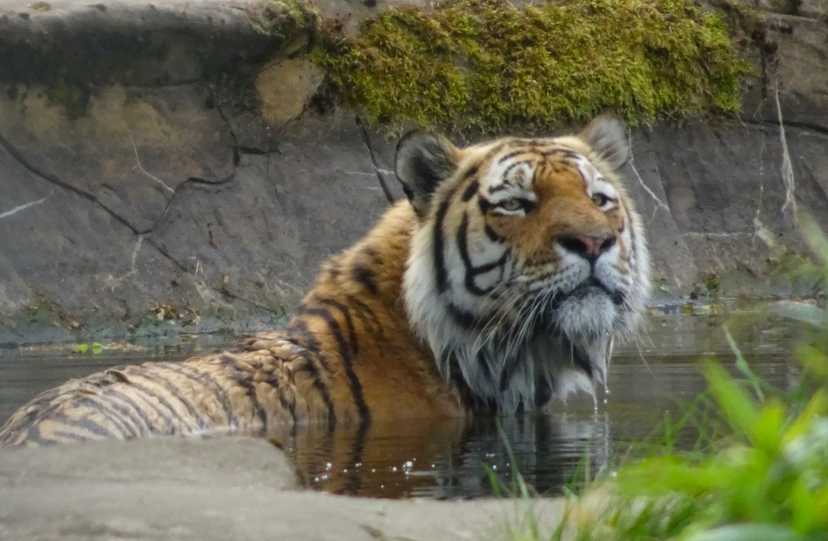 Amur Tiger Vitali enjoying a dip in the pool on a hot day 20 May 2025