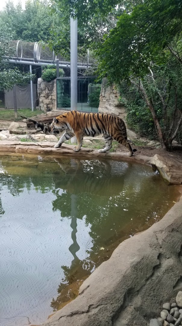 Amur Tiger walking around pool
