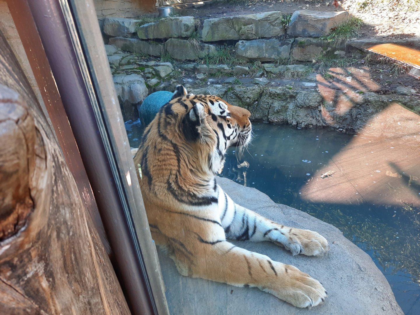 Amur Tiger Watching a Bird
