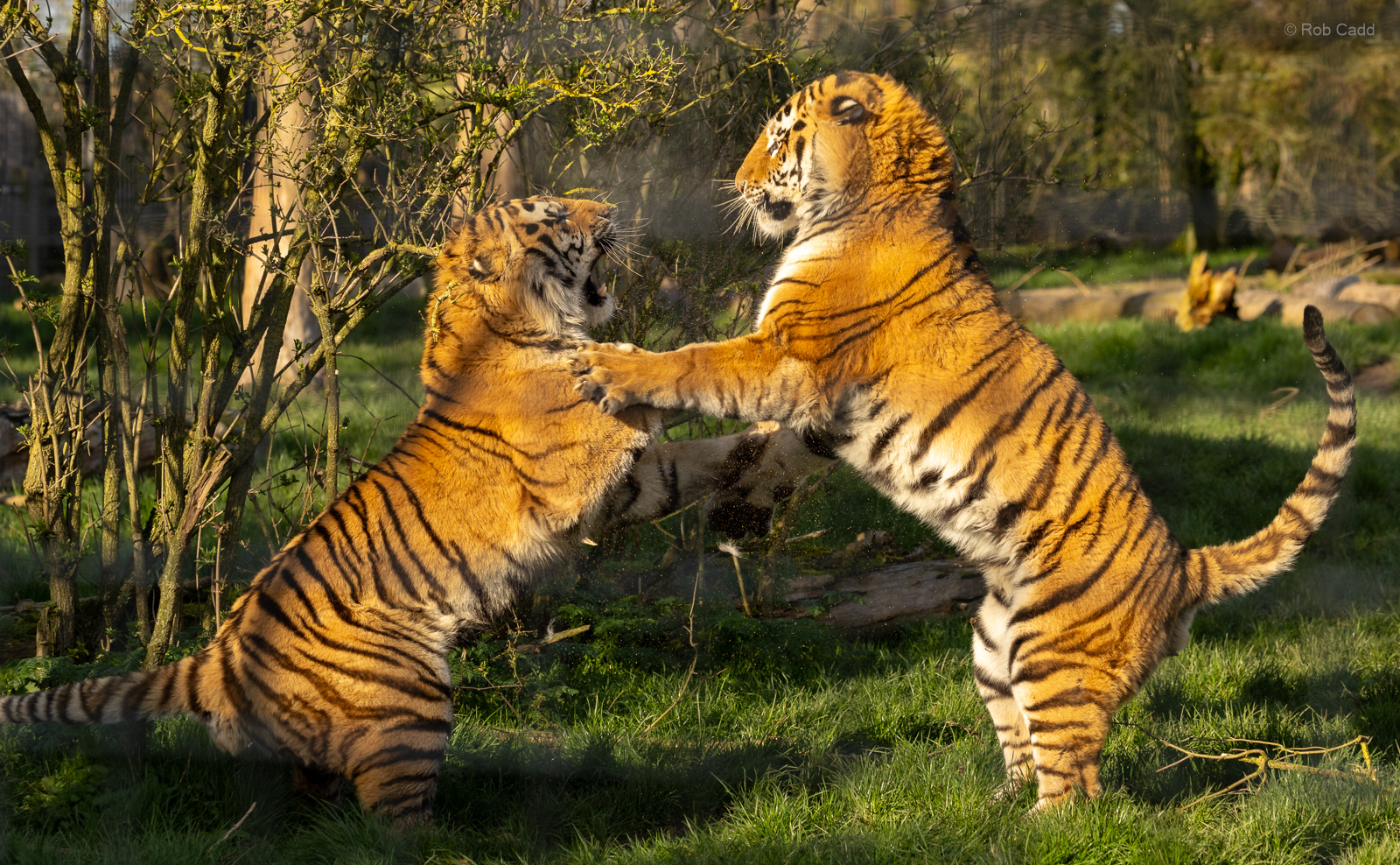 Amur tiger : Whipsnade : 02 Apr 2023
