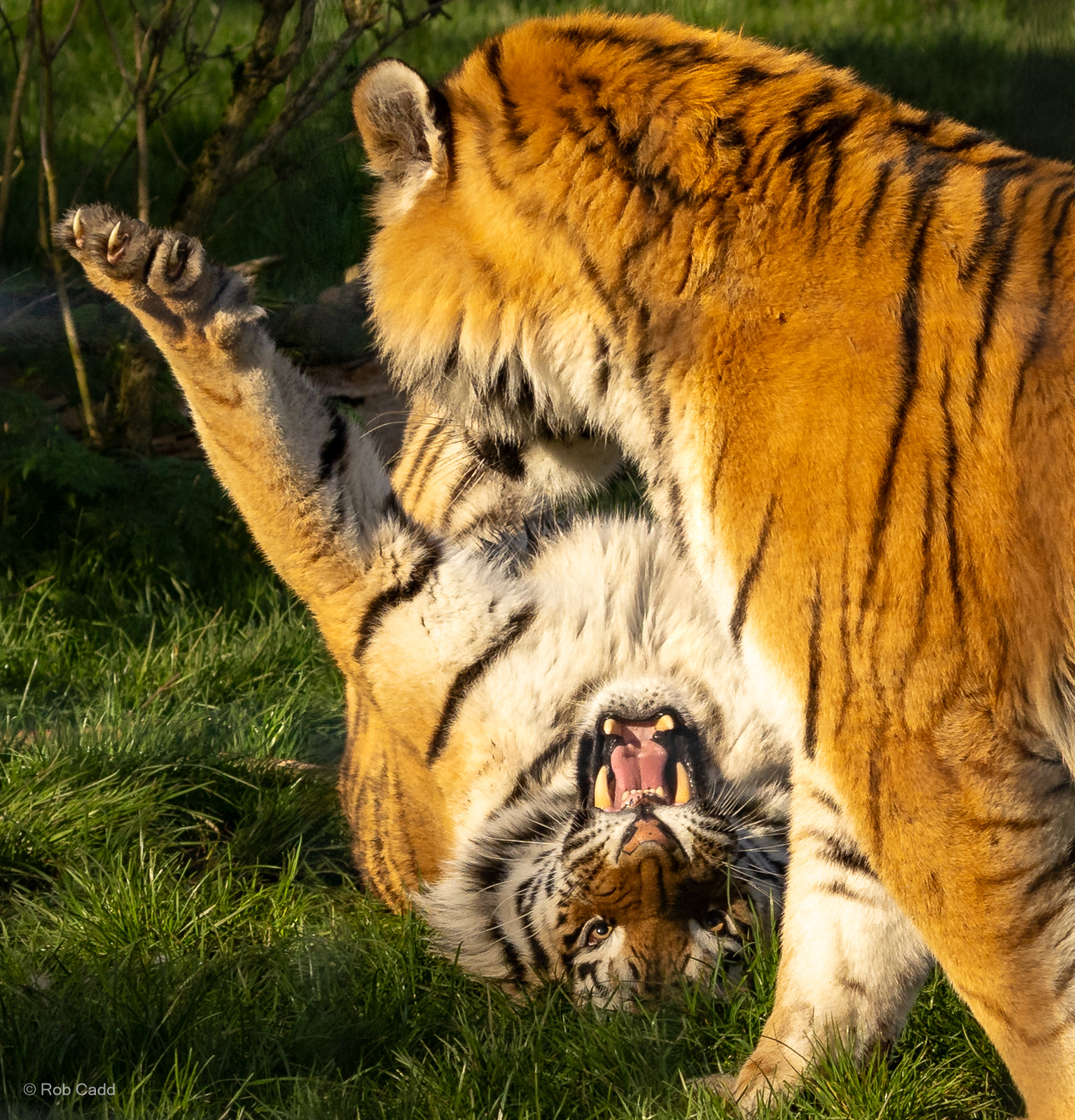 Amur tiger : Whipsnade : 02 Apr 2023
