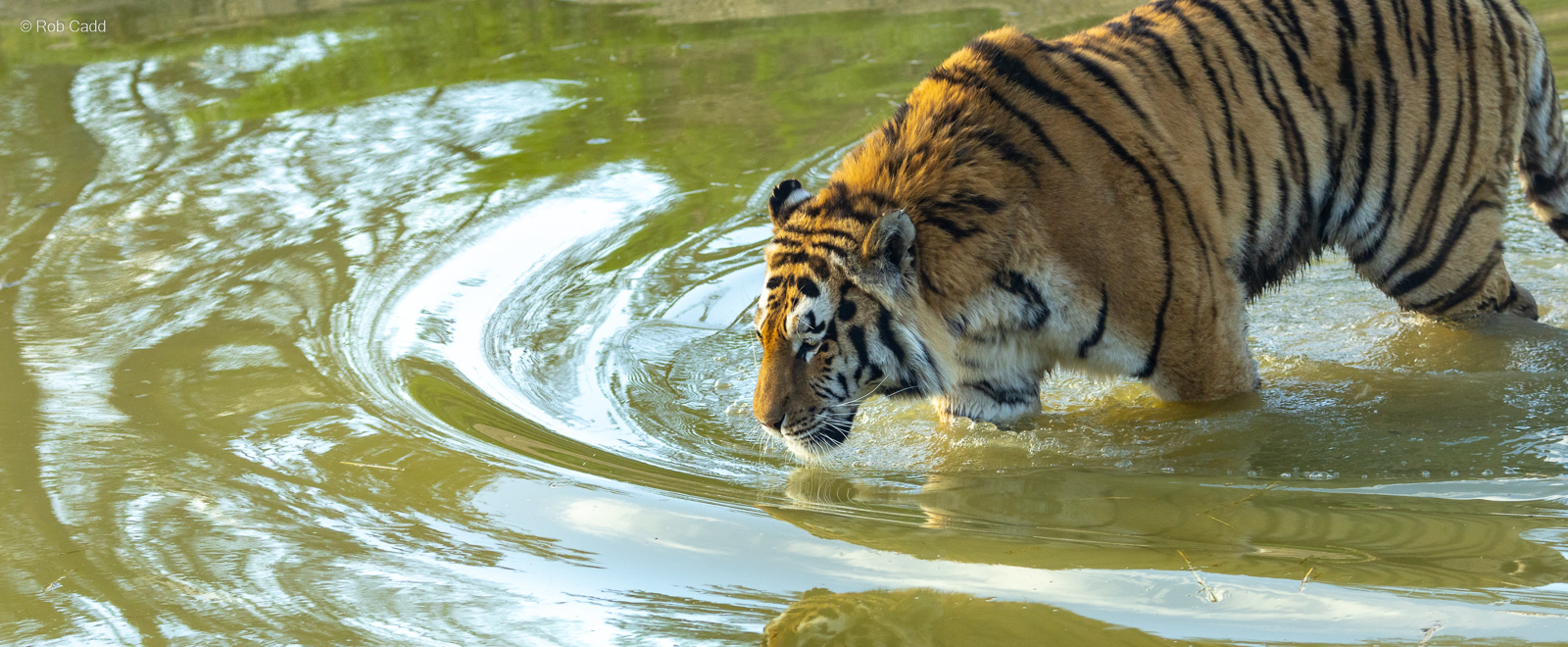 Amur tiger : Whipsnade : 02 Apr 2023