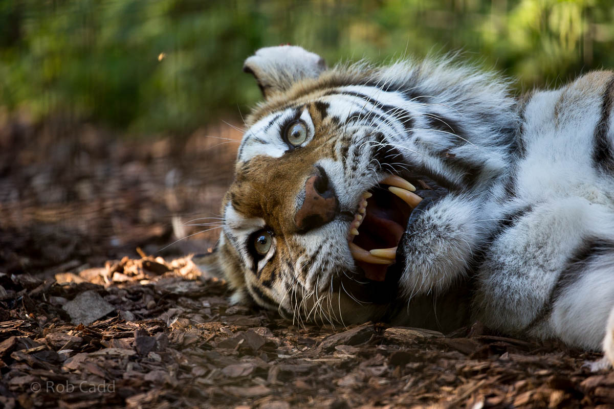 Amur tiger : Whipsnade : 02 Aug 2015