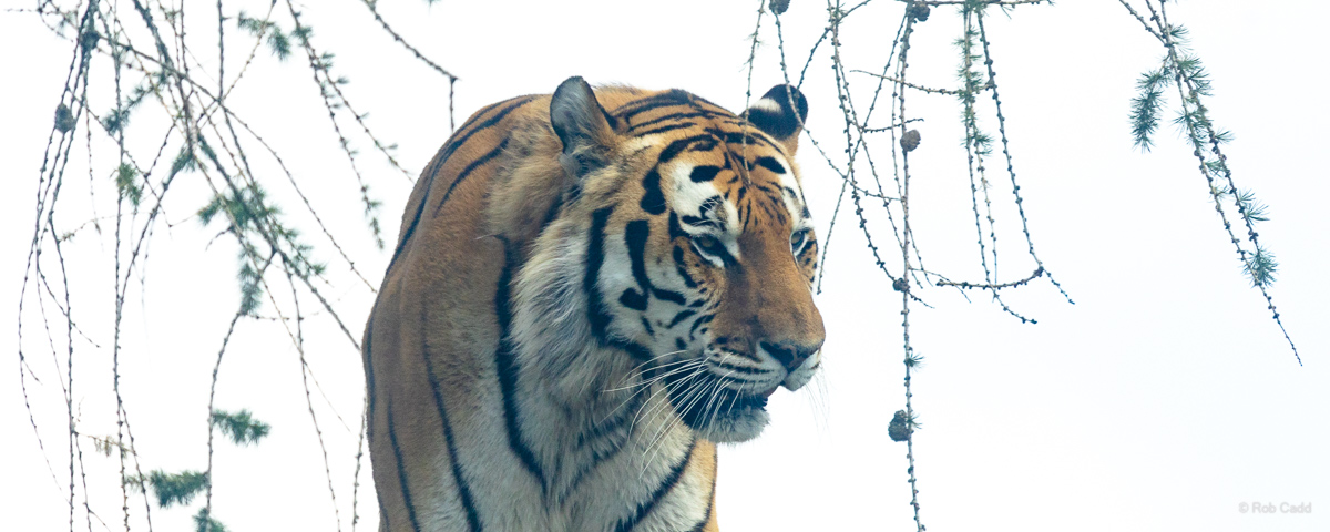Amur tiger : Whipsnade : 13 Jul 2025