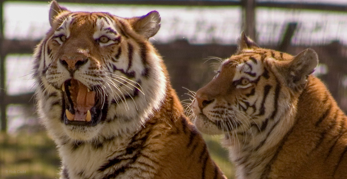 Amur tiger : Whipsnade : 15 Mar 2009
