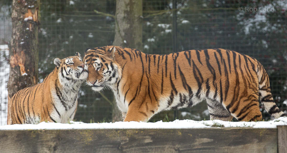 Amur tiger : Whipsnade : 17 Jan 2016