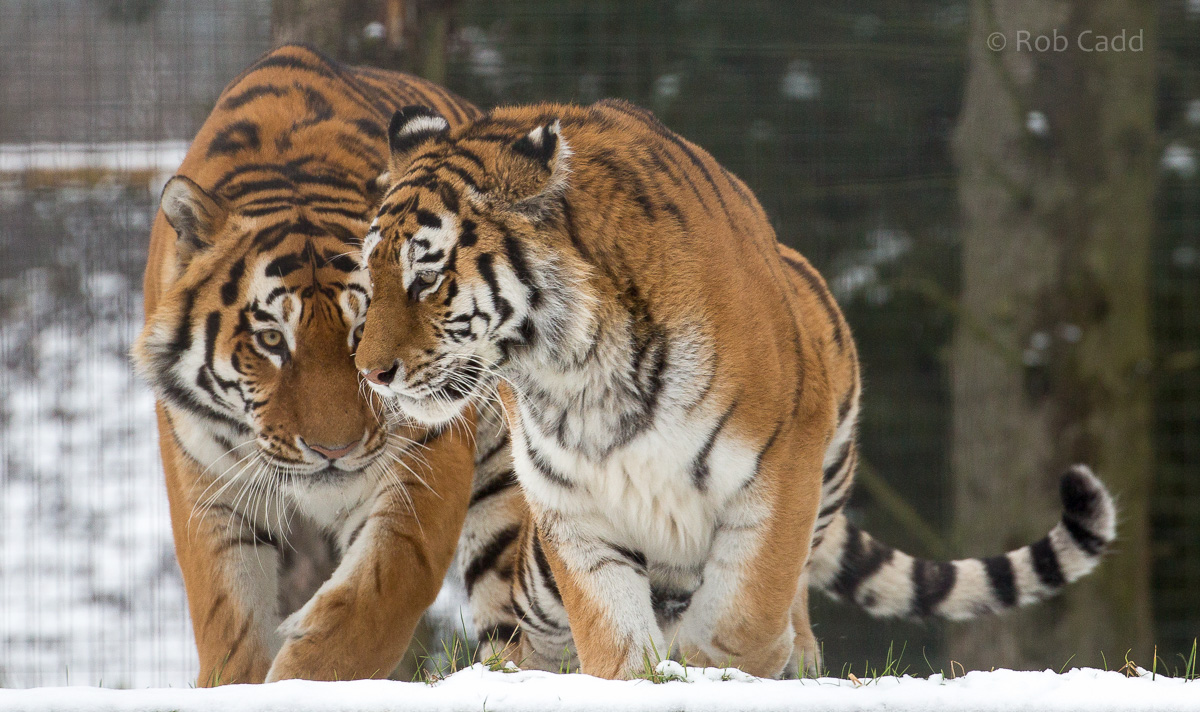 Amur tiger : Whipsnade : 17 Jan 2016