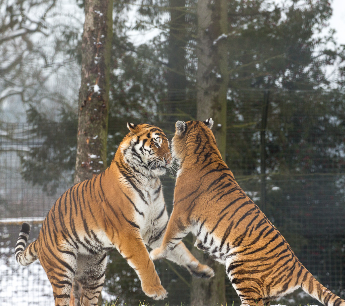 Amur tiger : Whipsnade : 17 Jan 2016