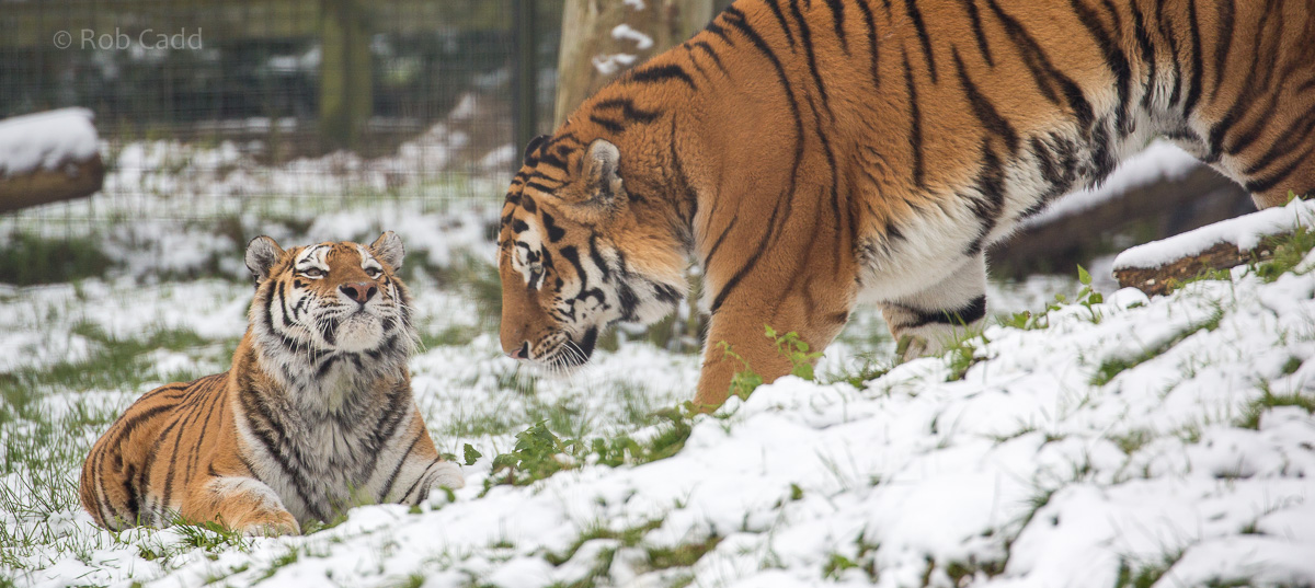 Amur tiger : Whipsnade : 17 Jan 2016