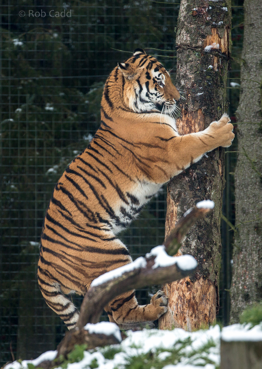 Amur tiger : Whipsnade : 17 Jan 2016