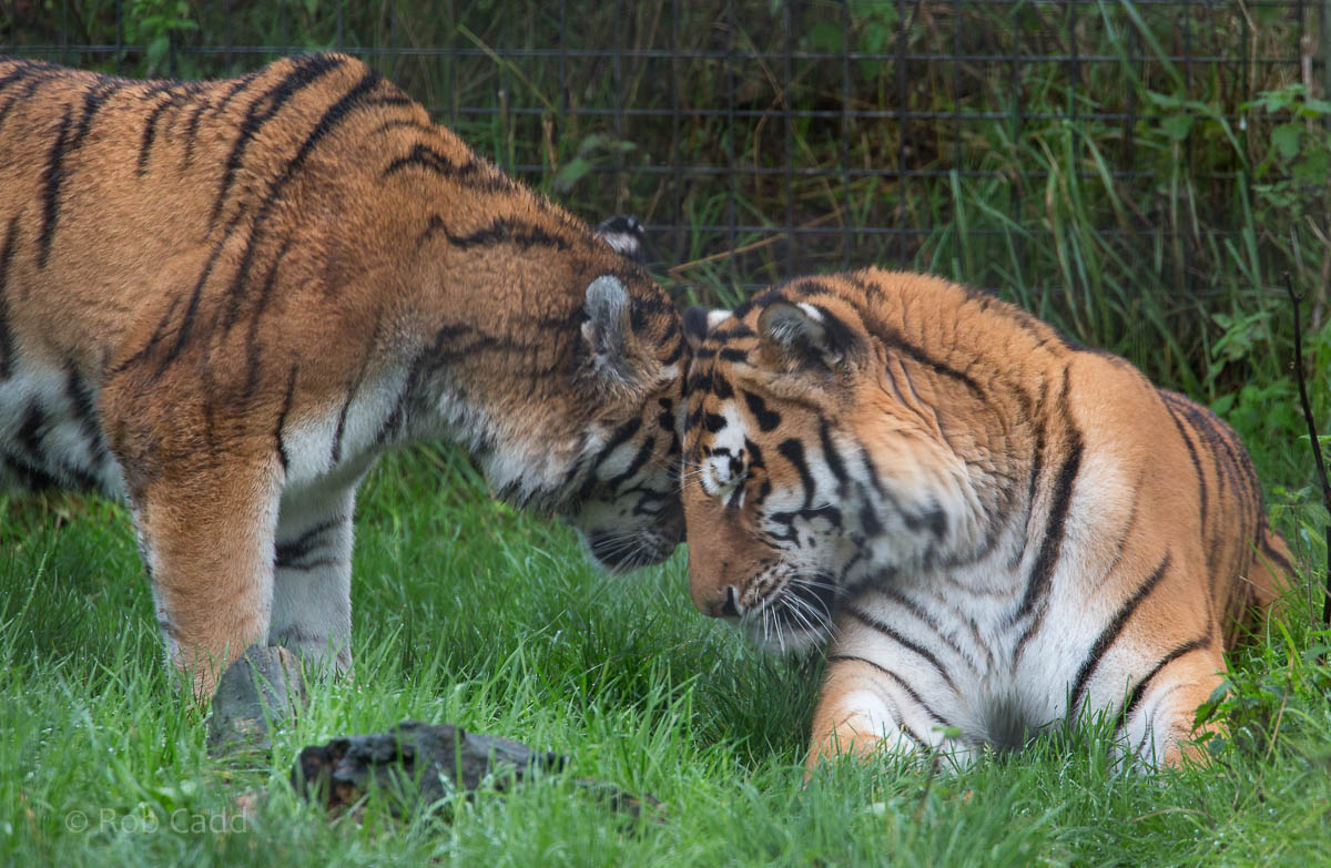 Amur tiger : Whipsnade : 19 Nov 2015