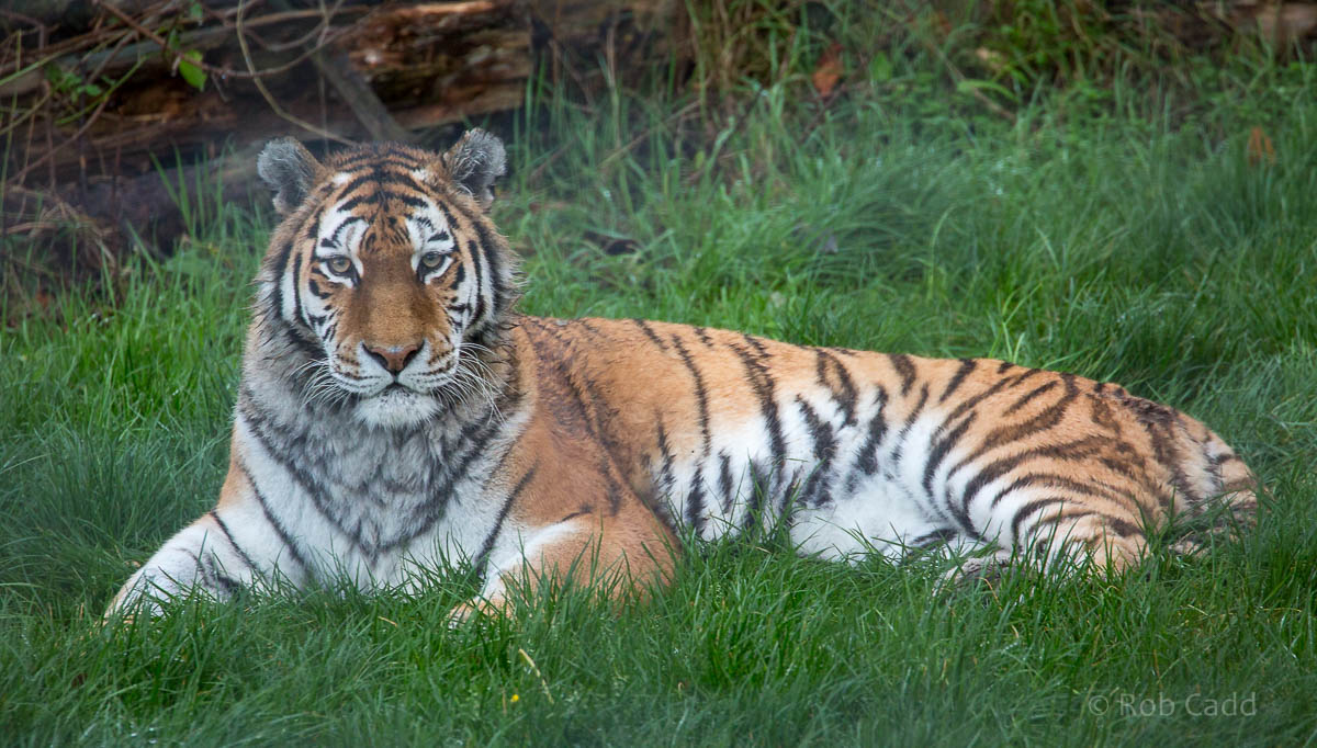 Amur tiger : Whipsnade : 19 Nov 2015