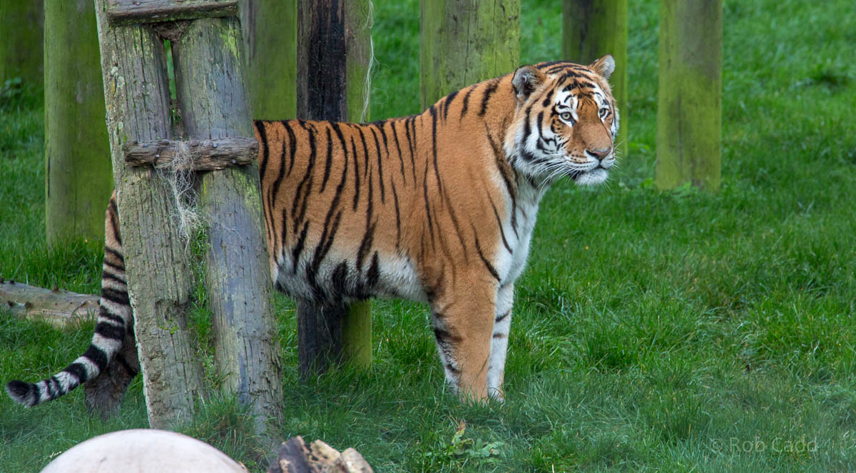 Amur tiger : Whipsnade : 19 Nov 2015