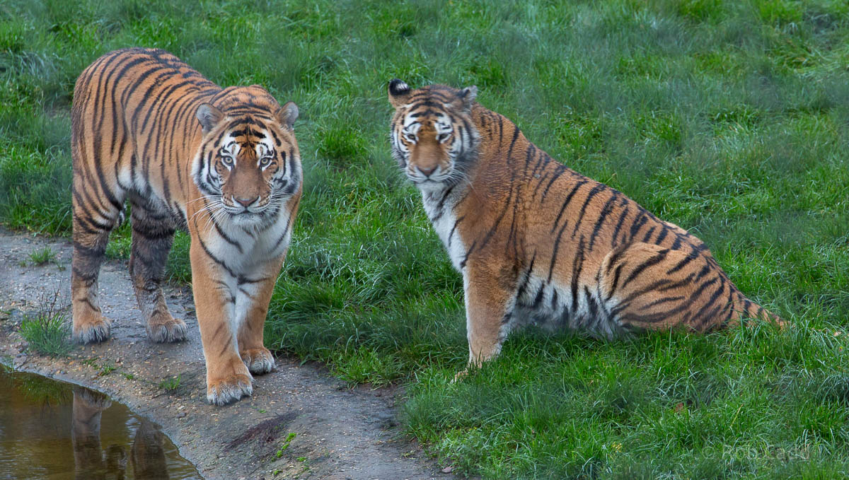 Amur tiger : Whipsnade : 19 Nov 2015