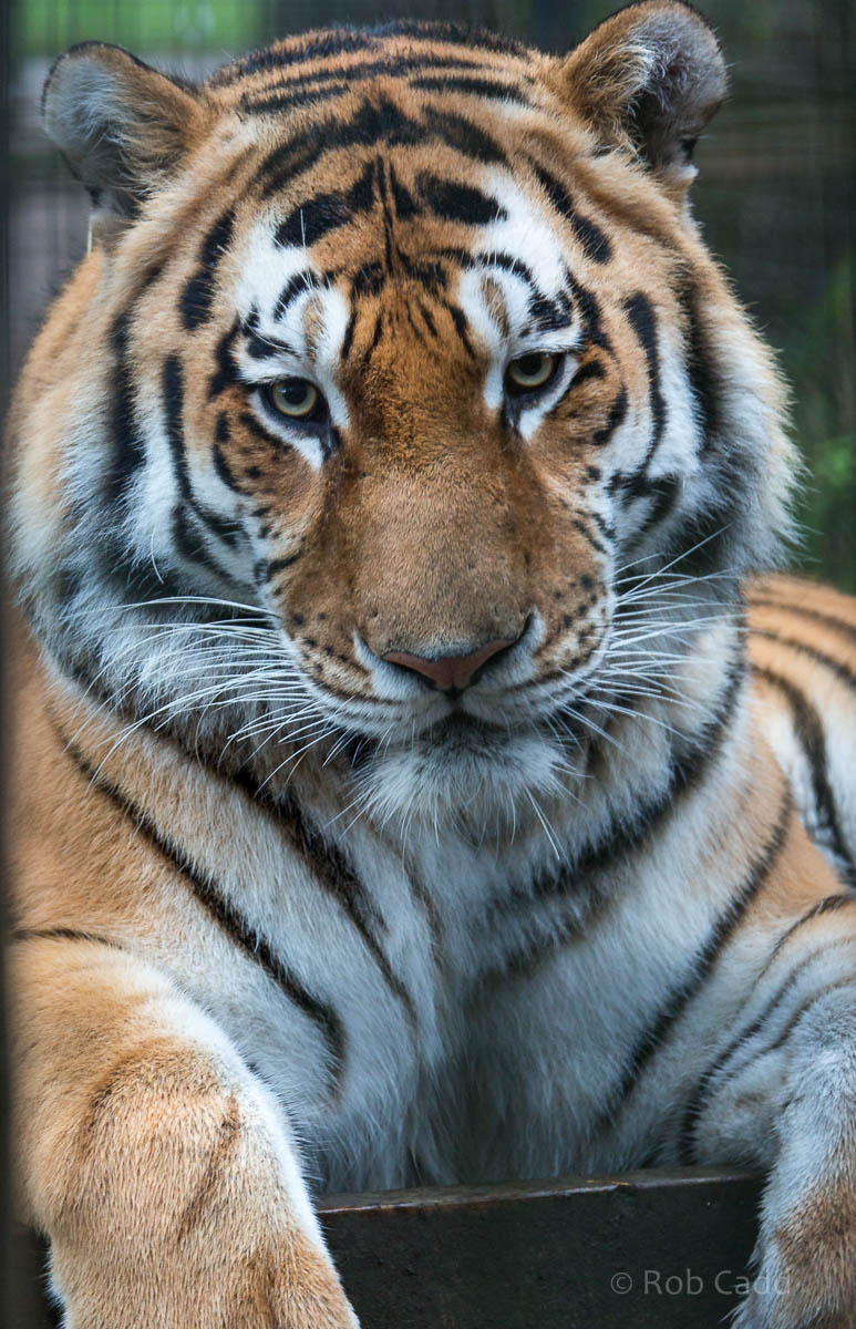 Amur tiger : Whipsnade : 19 Nov 2015