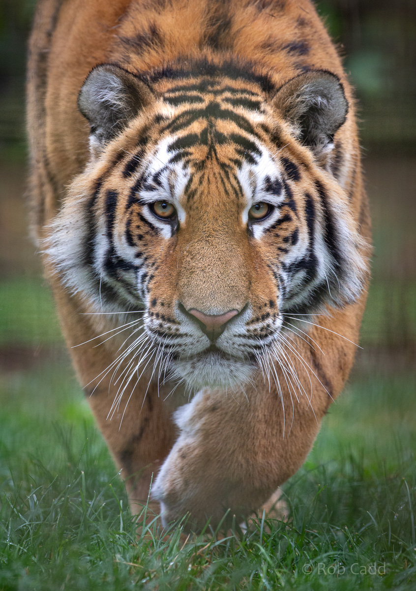 Amur tiger : Whipsnade : 22 Sep 2019