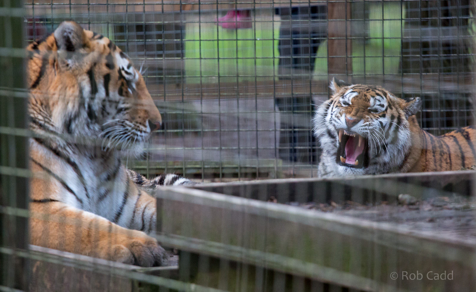 Amur tiger : Whipsnade : 25 Jan 2015