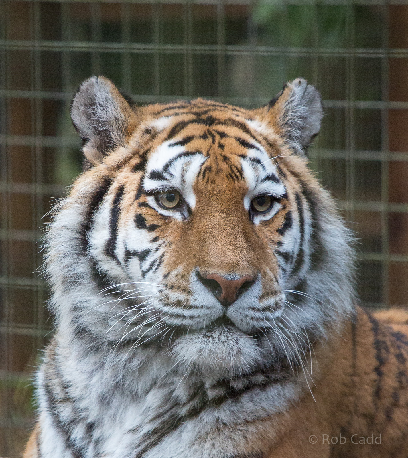 Amur tiger : Whipsnade : 25 Jan 2015