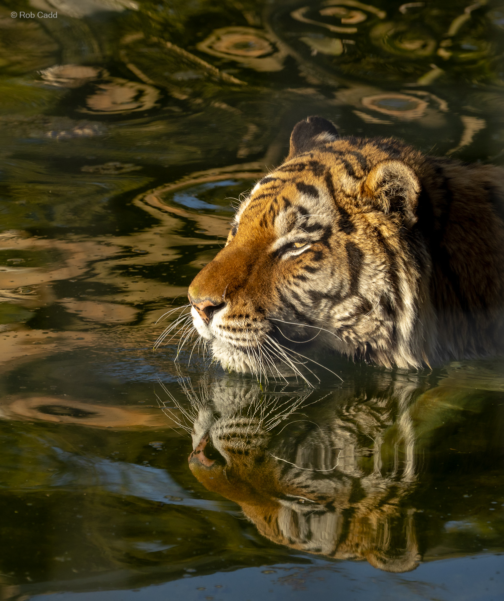 Amur tiger : Whipsnade : 30 Mar 2025