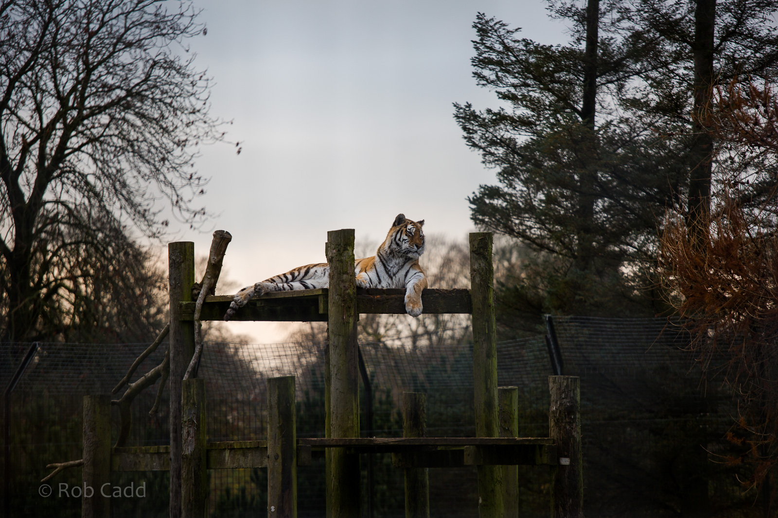 Amur tiger : Whipsnade : 30 Nov 2014