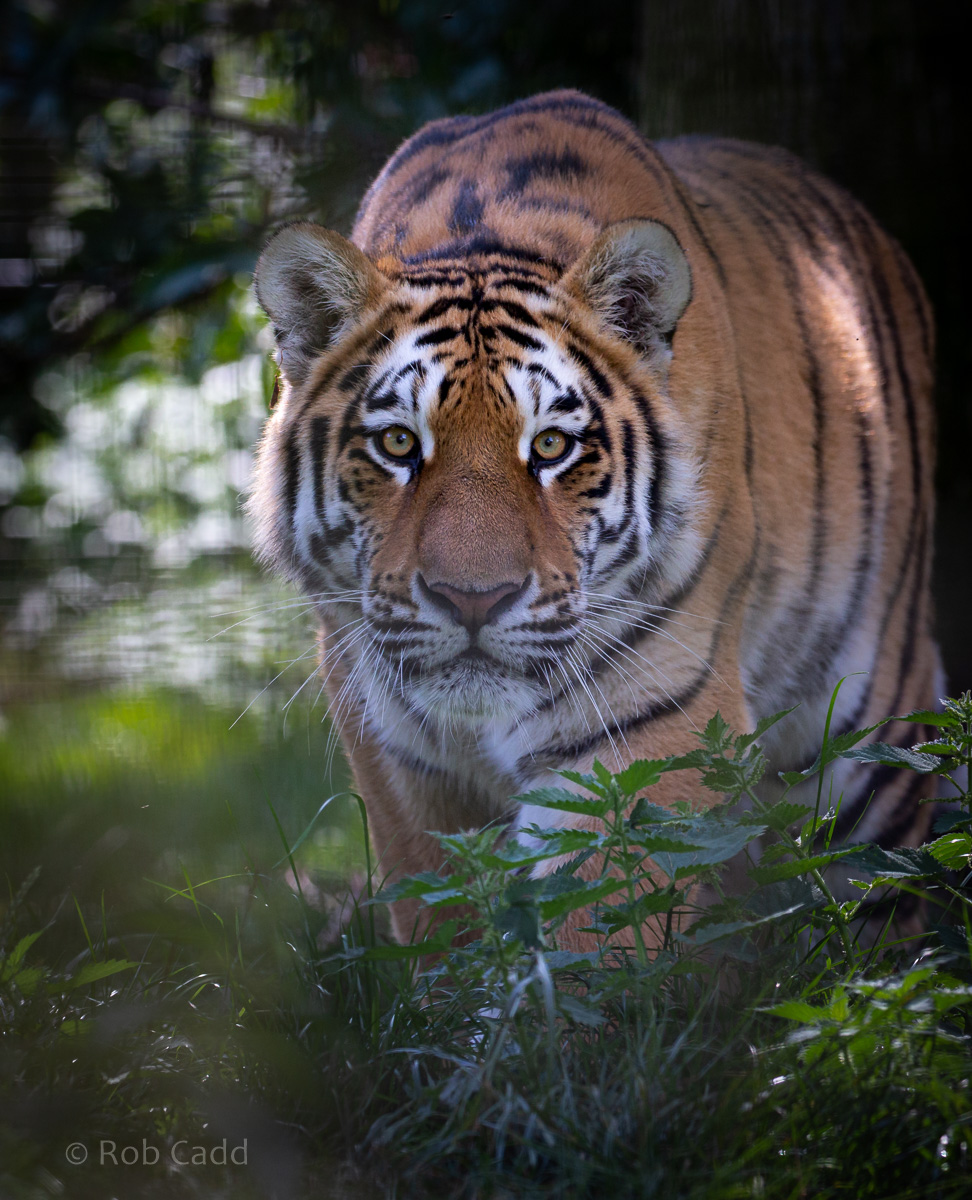 Amur tiger : Whipsnade : 31 Aug 2019
