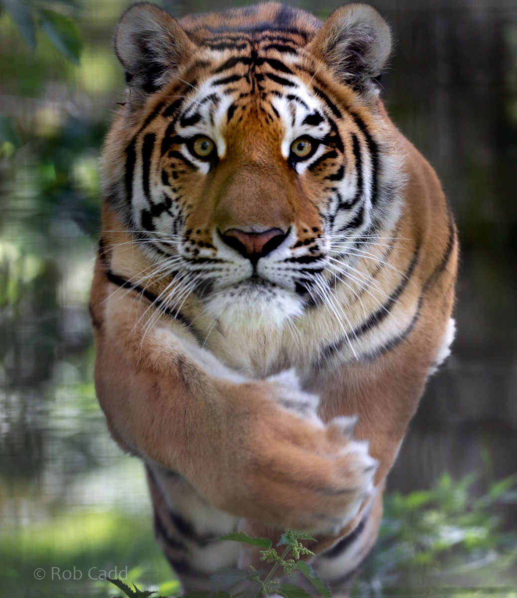 Amur tiger : Whipsnade : 31 Aug 2019