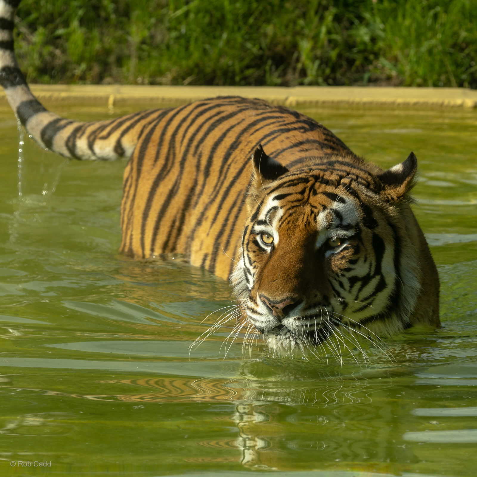 Amur tiger : Whipsnade Zoo : 14 Jul 2024
