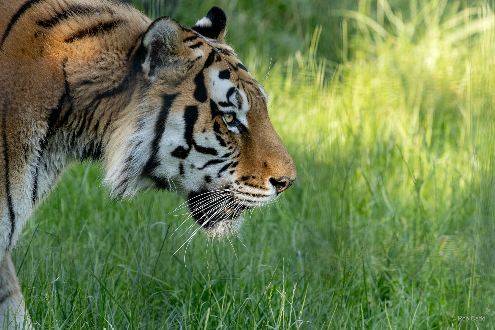 Amur tiger : Whipsnade Zoo : 14 Jul 2024