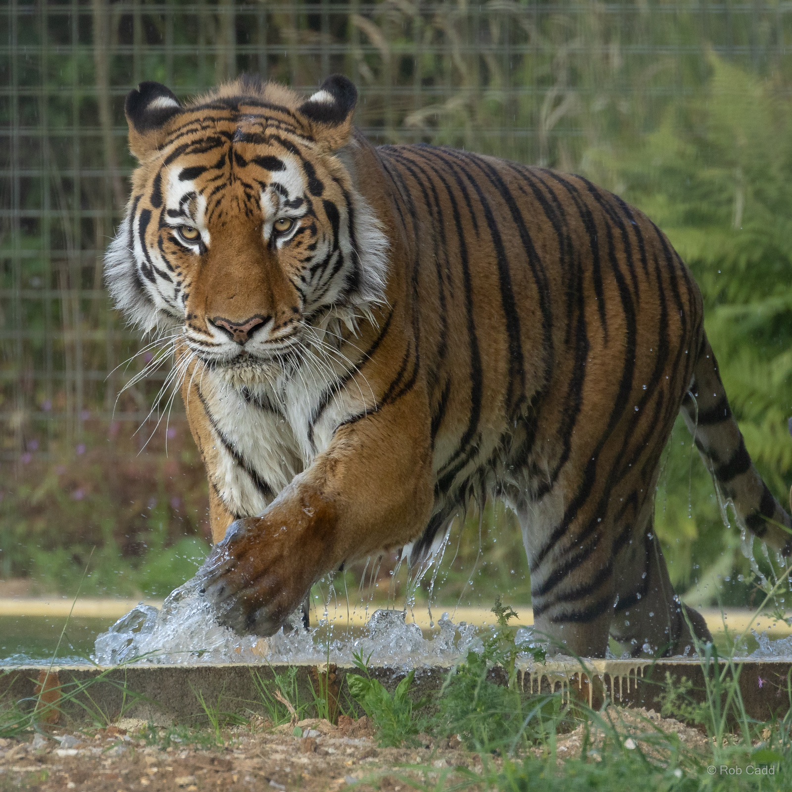 Amur tiger : Whipsnade Zoo : 14 Jul 2024