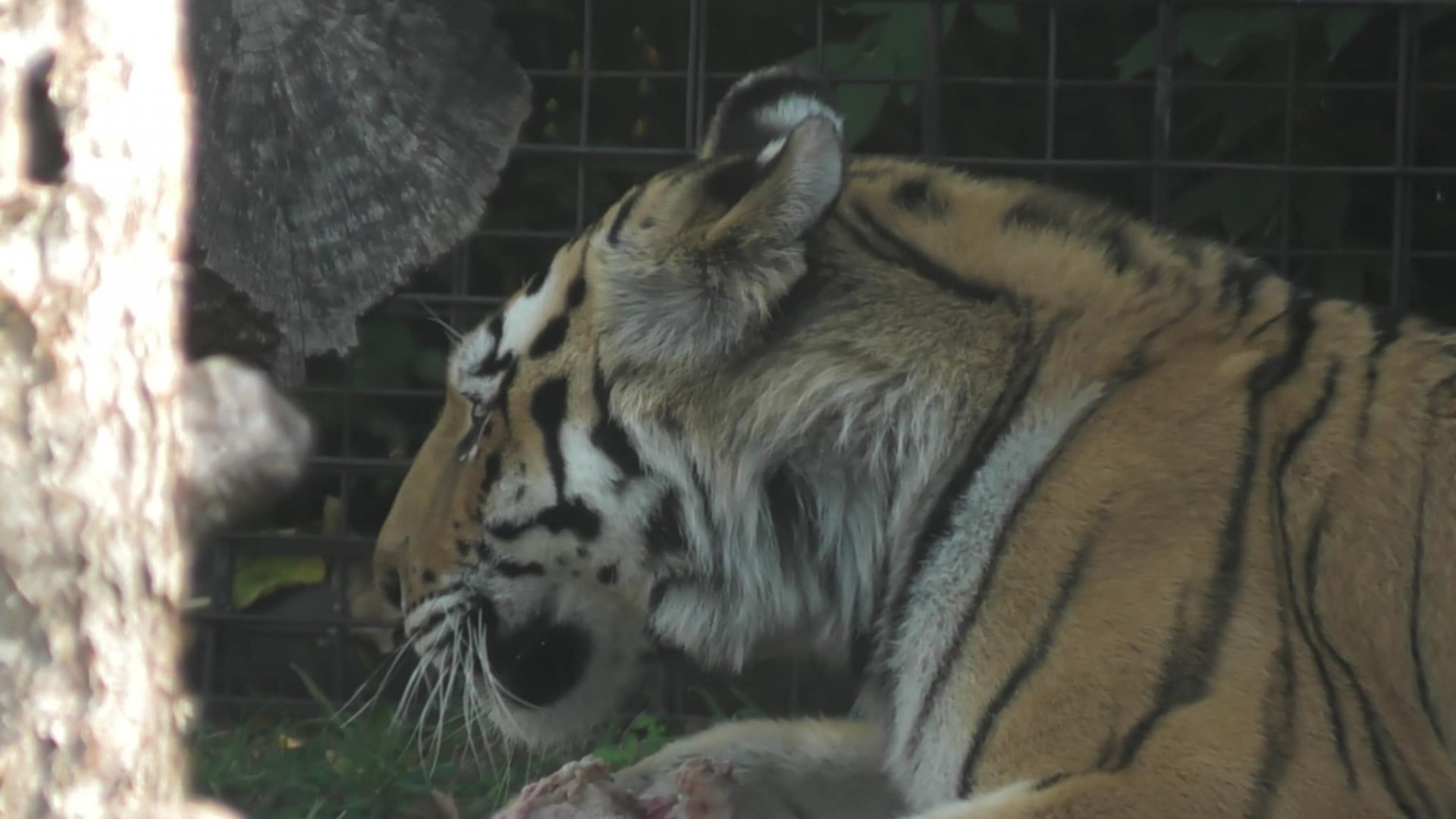 Amur tiger with a bone