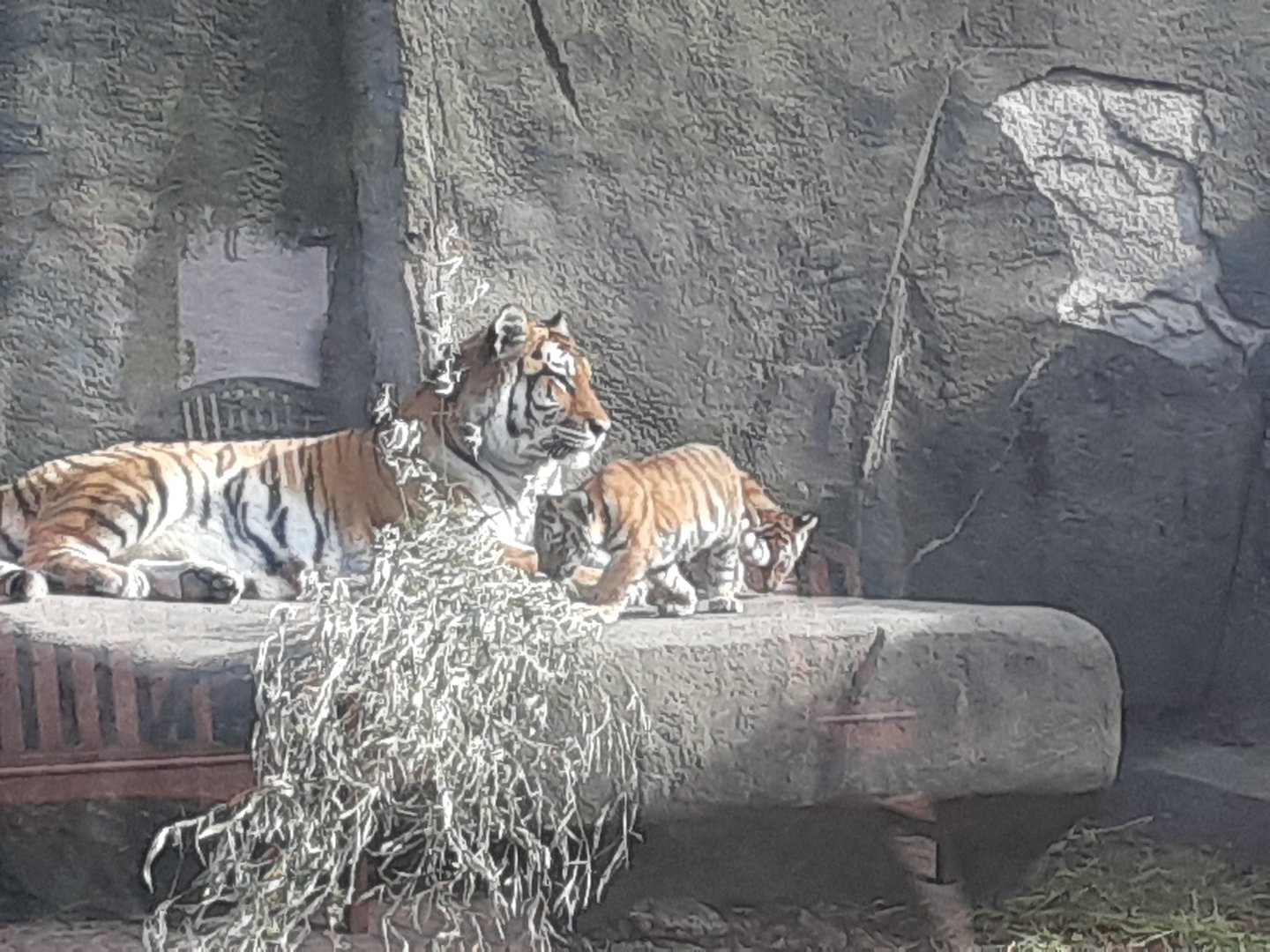 Amur Tiger with cubs